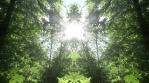 Green Forest