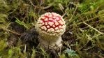 Spherical amanita muscaria fly agaric mushroom artistic macro zoom close up