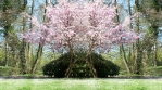 Flowering Cherry