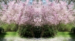 Flowering Cherry