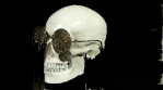 Skull Head Skeleton Corpse Human Bones Horror