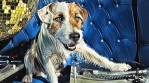 Dog Dj turntables gold disco ball and blue background