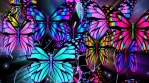 Butterfly Background 4K Vj Loop