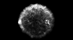 Organic Particle Array