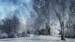 Winter Scenery