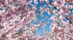 Sakura Tree Background