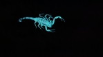 Scorpion 005