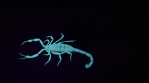 Scorpion 011