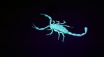 Scorpion 015