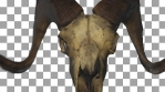 Horned Skull Transition 02