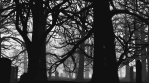 Graveyard Forest - Halloween VJ Loops Volume 1