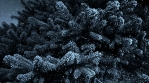 Dark Winter Background