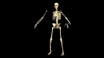 Rotating Animated 3D Skeleton on Black background