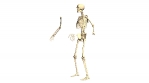 Animated 3D Skeleton on White background