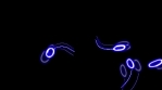 glow colorful  SPERMATOZOA with tail flying 4k RANDOM