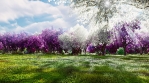 A sakura blooms in spring on the background of mountains and fields of flowers.