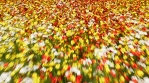 Camera flight over an endless colorful flower field on a clear Sunny summer day.