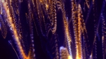 Particle_Light_Waves_06