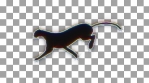 black shape cheetah with prisma glow cheeta guepardo running 06