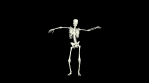 Dancing Skeleton 3D. 3D Skeleton Dance Animation.