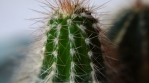 Close-Up Of Cactus And Its Thorns