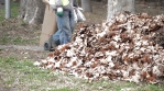 Garbage Man clean up autumn leaves and make pile of leaves