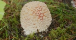 Amanita muscaria mushroom sprouting from forest floor background blur