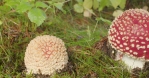 Amanita mushrooms sprouting from forest floor detailed close up Iceland