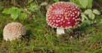 Amanita Muscaria mushroom sprout and full grown bokeh