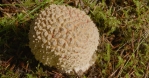 Amanita Muscaria mushroom sprout detailed macro