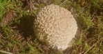 Amanita Muscaria mushroom sprout detailed hazy glow