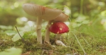 Amanita Muscaria mushrooms forest slider bokeh.mov