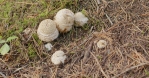 Amanita Muscaria sprouting slider.mov