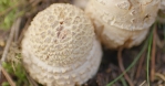 Amanita muscaria sprouting bokeh slider.mov