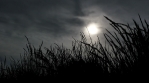 Black grass silhouette