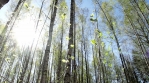 Sunny springtime birch forest