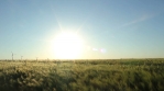 Grain field and sun