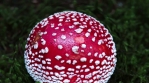 Amanita Muscaria magic mushroom artistic zoom out Iceland