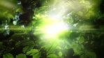 Sunny forest background