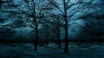 Stone wall forest