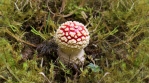 Spherical amanita muscaria fly agaric mushroom