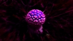 Spherical purple surreal amanita muscaria fly agaric mushroom