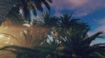 Palms background