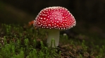 amanita muscaria mushroom artistic hyperlapse spin slow motion