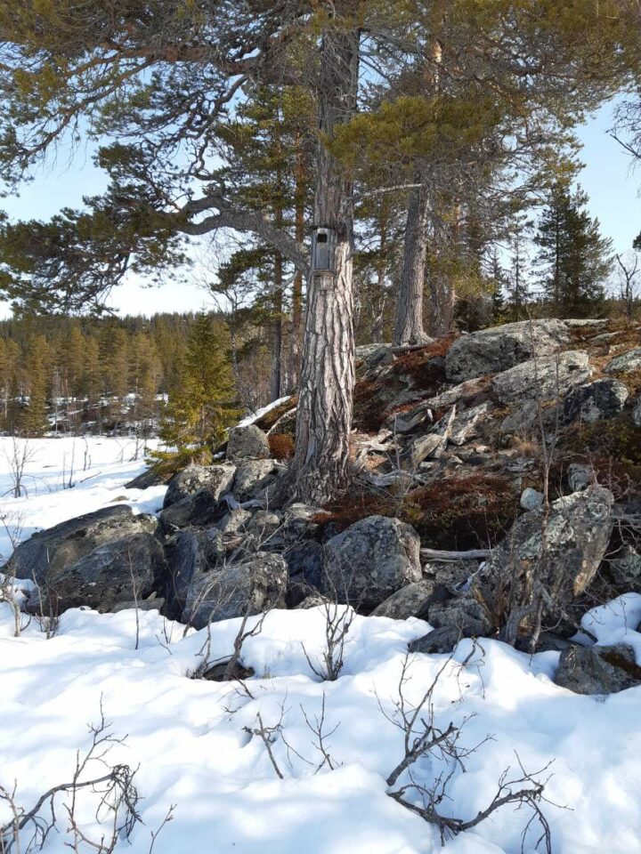 Naturbilder Finv der I Ammarn s Naturbilder