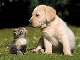 Reference Dog Image