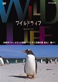 ワイルドライフ　大西洋　フォークランド諸島　ペンギン王国の夏　走れ！跳べ！の画像