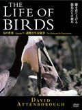 ＴＨＥ　ＬＩＦＥ　ＯＦ　ＢＩＲＤＳ　鳥の世界　過酷な生存競争の画像