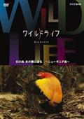 ワイルドライフ　幻の鳥　炎の舞に迫る　ニューギニア島の画像