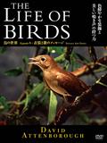 ＴＨＥ　ＬＩＦＥ　ＯＦ　ＢＩＲＤＳ　鳥の世界　衣装と歌のメッセージの画像